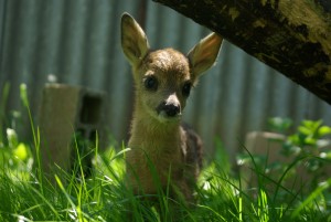 Que Faire Lorsqu On Trouve Un Faon De Chevreuil Ou De Cerf Et Le Syndrome De Bambi Centre De Sauvegarde De La Faune Lorraine