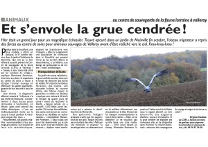 Et s’envole la grue cendrée ! - copie