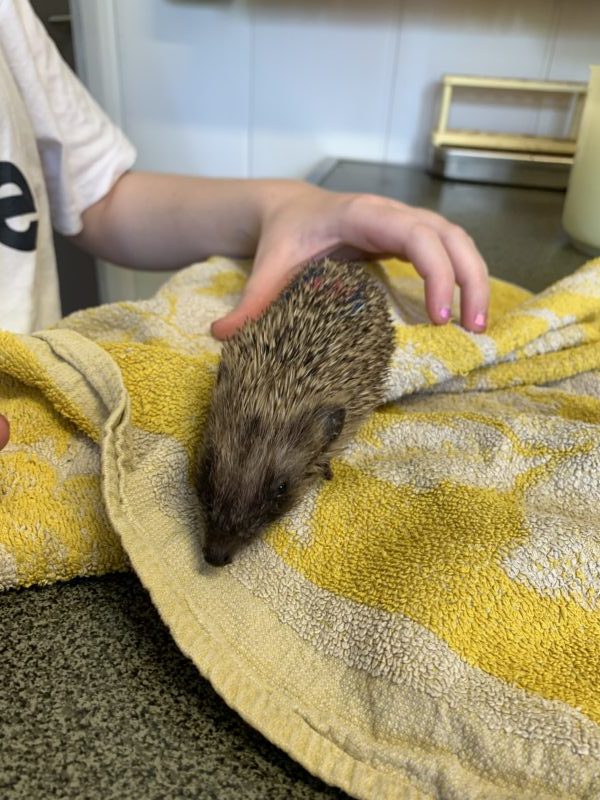 Actualité Centre de Sauvegarde de la Faune Lorraine