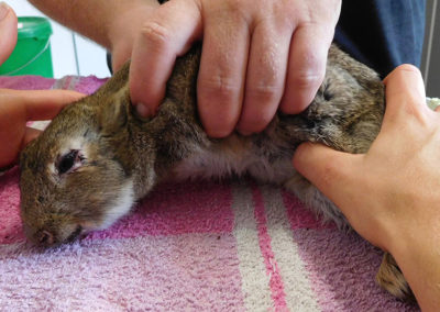 Soins lapin de garenne au CSFL