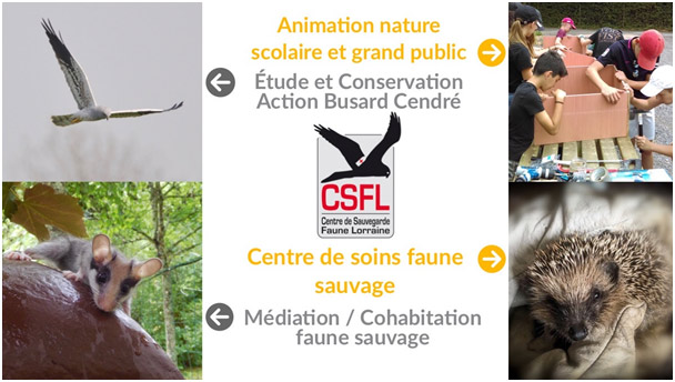 Pôles d'action du Centre de Sauvegarde de la Faune Lorraine - CSFL