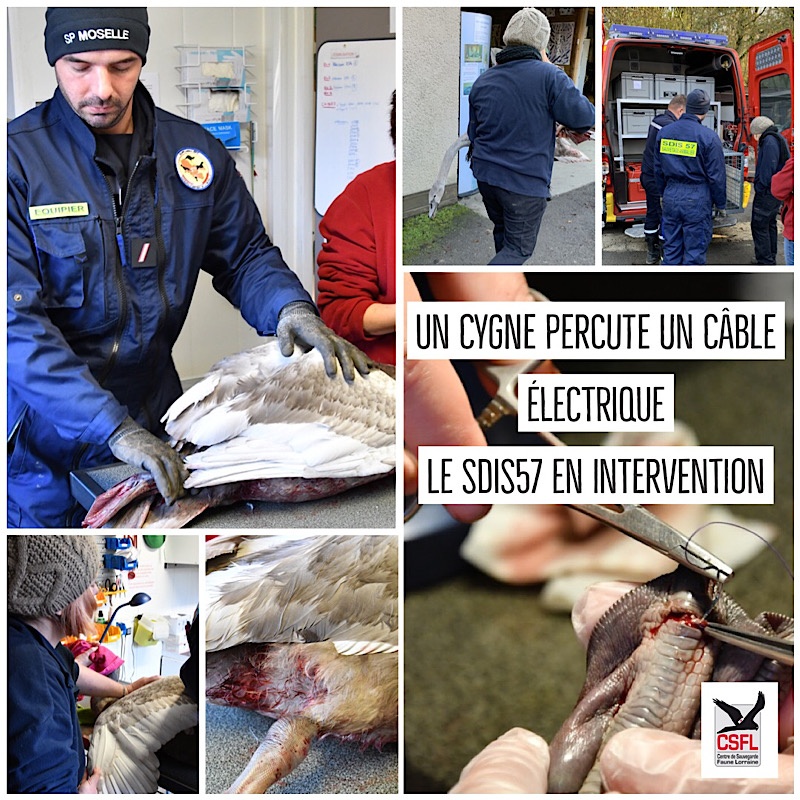 intervention cygne SDIS57