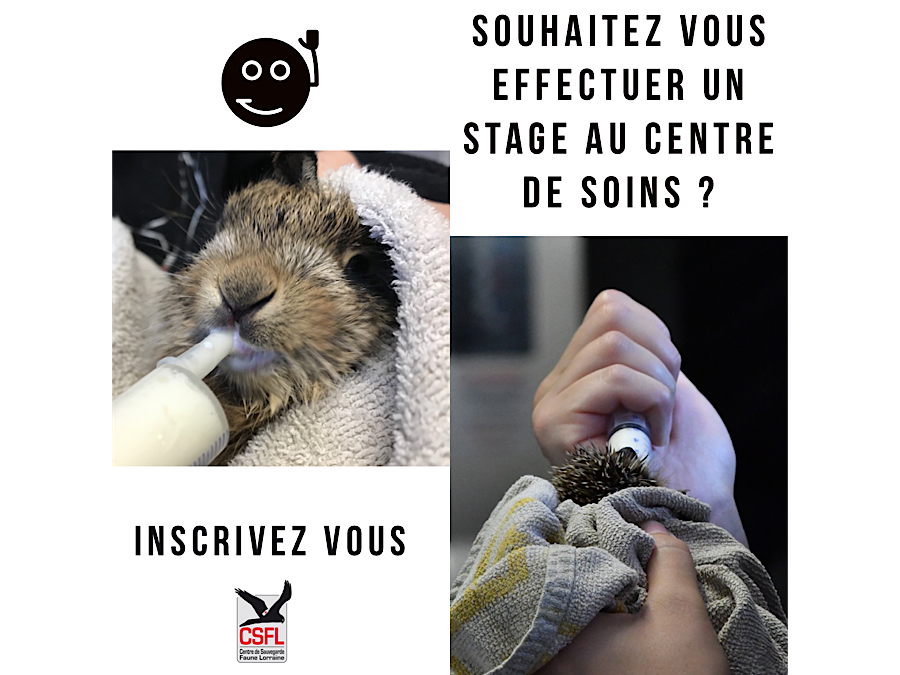 Missions d’écovolontariat : stage de bénévolat animalier