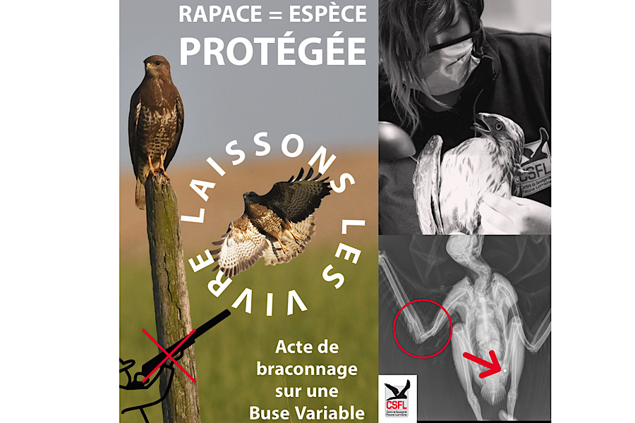 Rapace  = espèce protégée