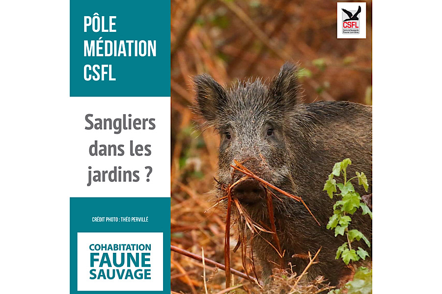 Médiation faune sauvage : Des sangliers dans les jardins ?