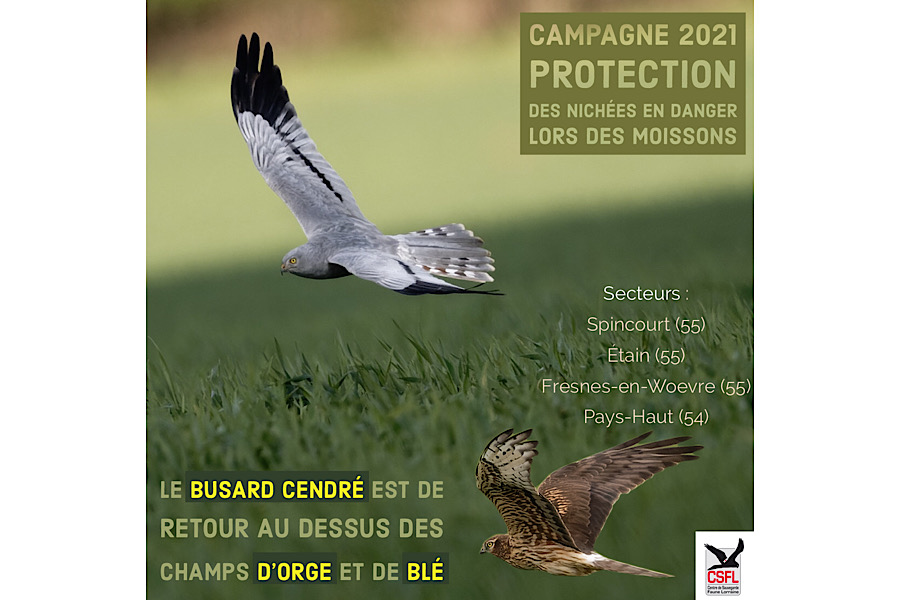 Campagne 2021 : protection des nids en danger lors des moissons