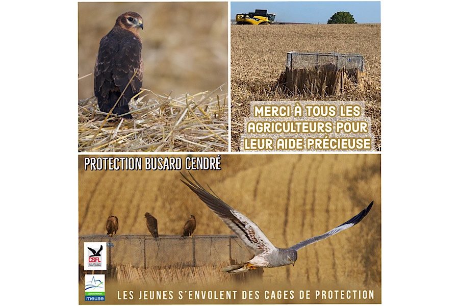 Protection Busard Cendré : les jeunes s’envolent des cages de protection