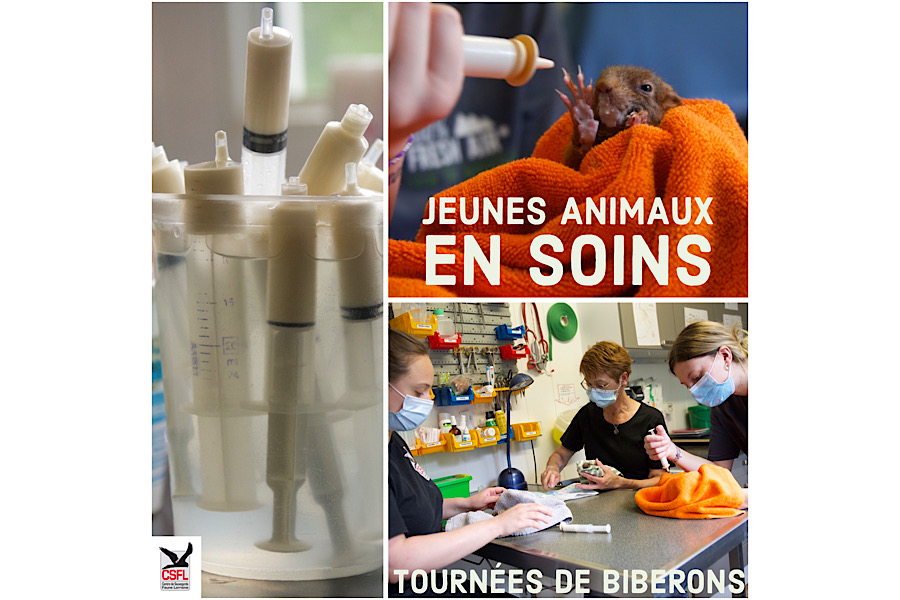 Jeunes animaux en soins