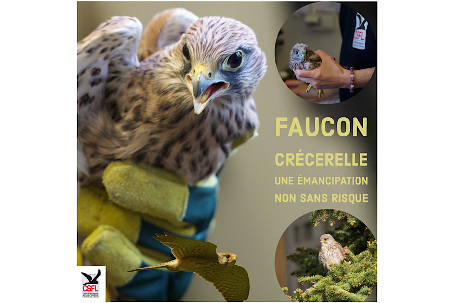 Faucon crécerelle : une émancipation non sans risque