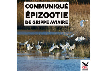 Communiqué – Epizootie de grippe aviaire