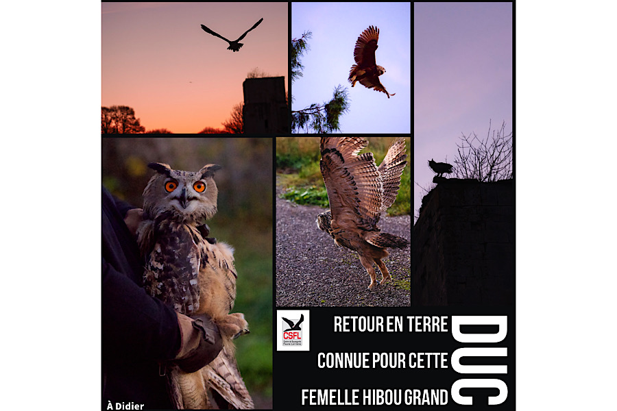 Retour en terre connue pour ce Hibou Grand Duc