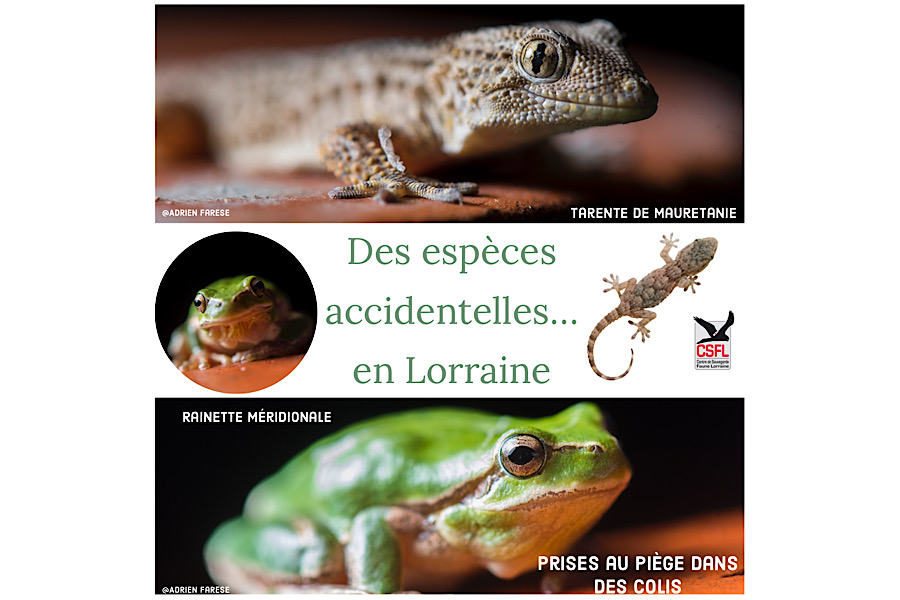 Des espèces accidentelles en Lorraine