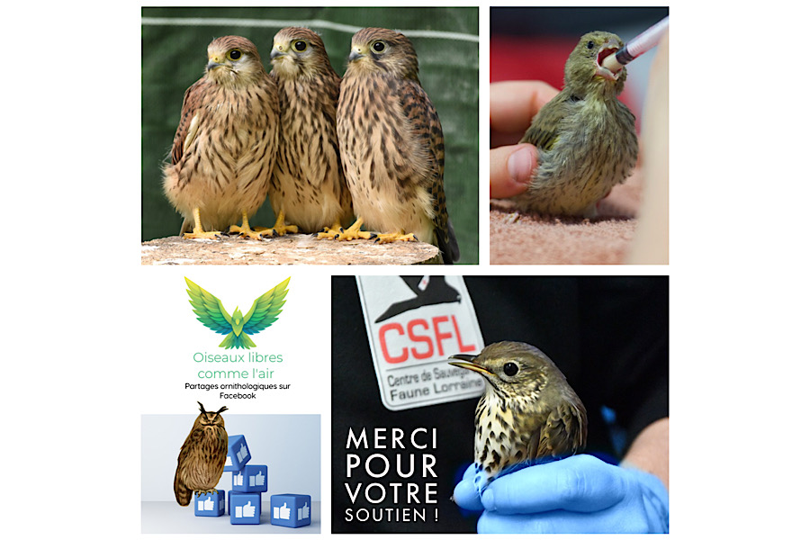 Merci au Groupe FB « Oiseaux libres comme l’air : partages ornithologiques »