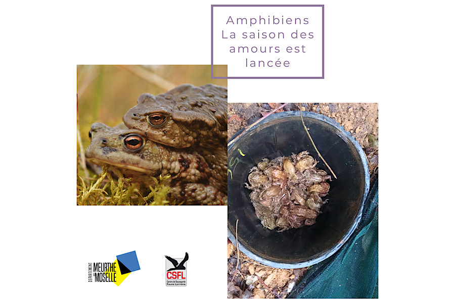 Amphibiens : La saison des amours est lancée du samedi 26 février au samedi 8 avril