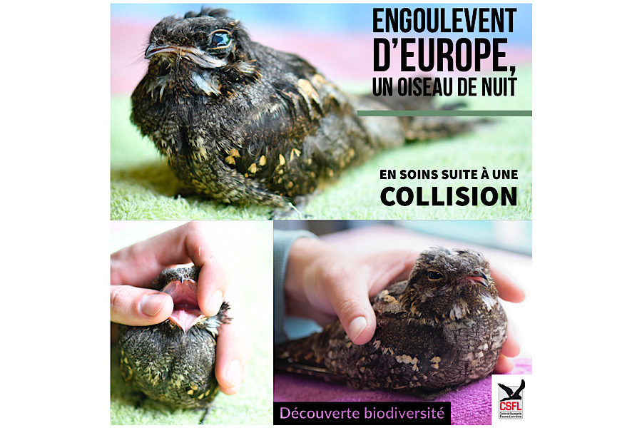 Engoulevent d’Europe, un oiseau de nuit