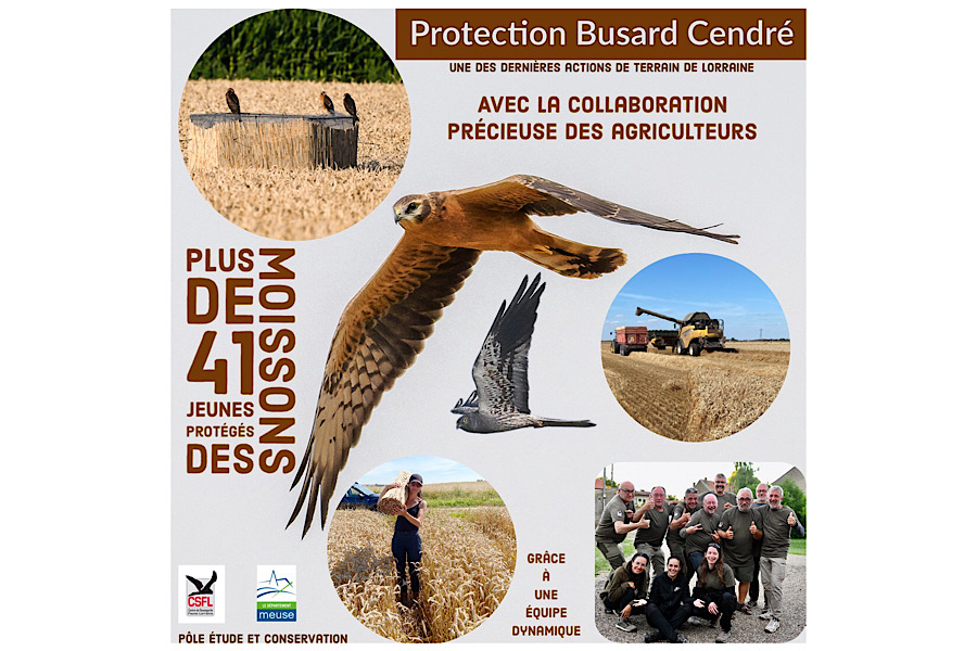 Protection des nichées de Busard Cendré, une des dernières action de terrain de Lorraine