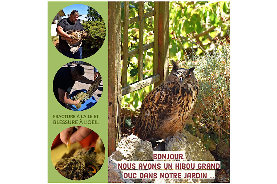 Bonjour, nous avons un hibou grand duc dans notre jardin…