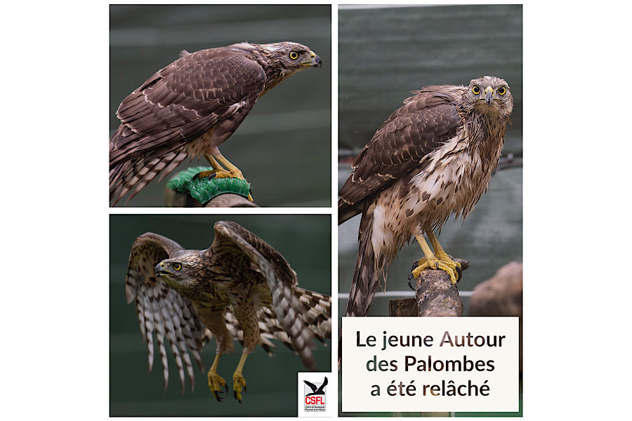 Le jeune Autour des Palombes a été relâché