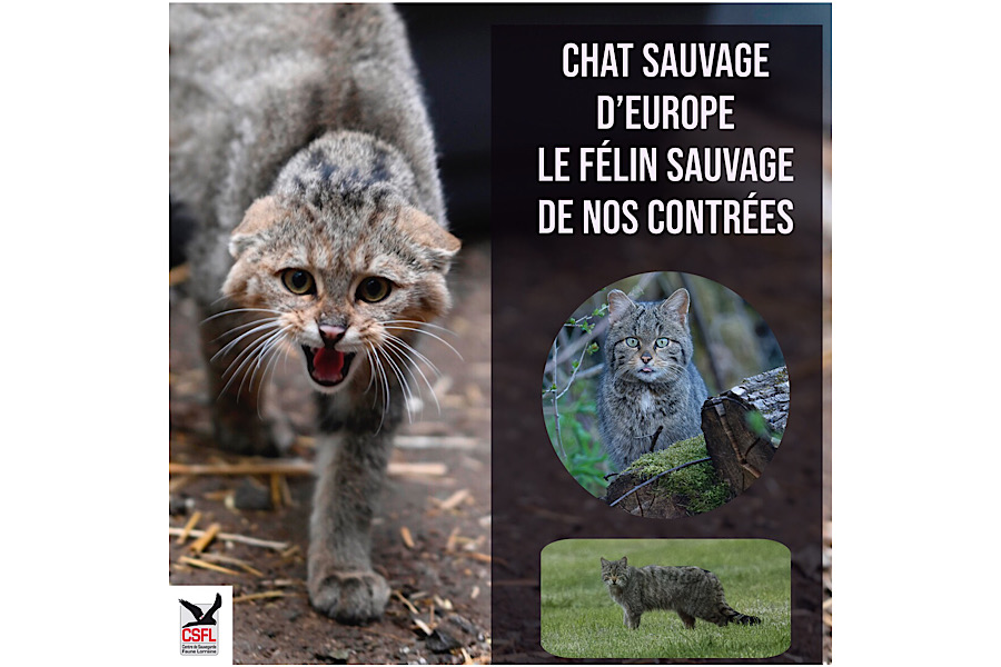Le chat sauvage d’Europe, le félin sauvage de nos contrées