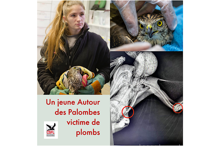 Un jeune Autour des Palombes victime de plombs