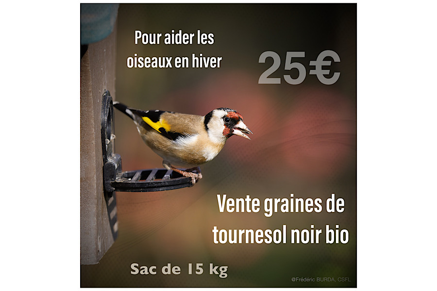 Vente graines de tournesol noir BIO