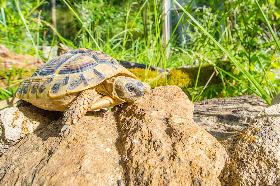 Une rencontre avec SOS Tortues Bretagne