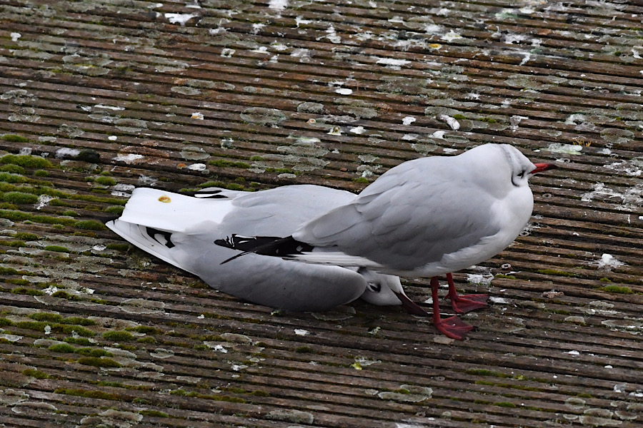 Grippe aviaire : les chiffres du jour