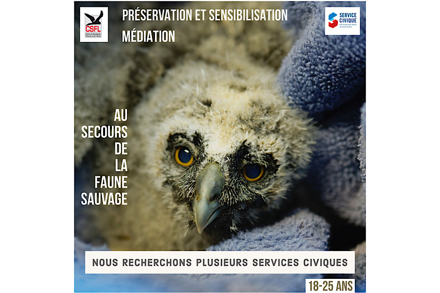 Nous recherchons plusieurs services civiques