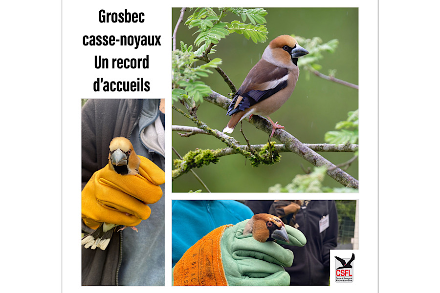 Grosbec casse-noyaux, un record d’accueils !