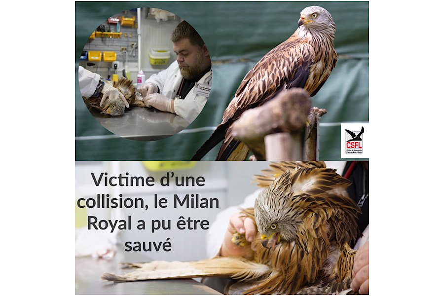 Victime d’une collision, le Milan Royal a pu être sauvé