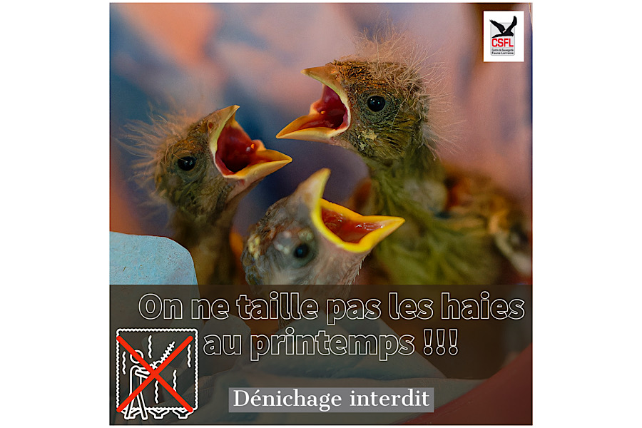 Stop aux dénichages !