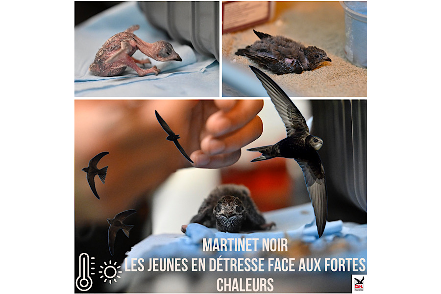 Le martinet noir face aux sécheresses répétées