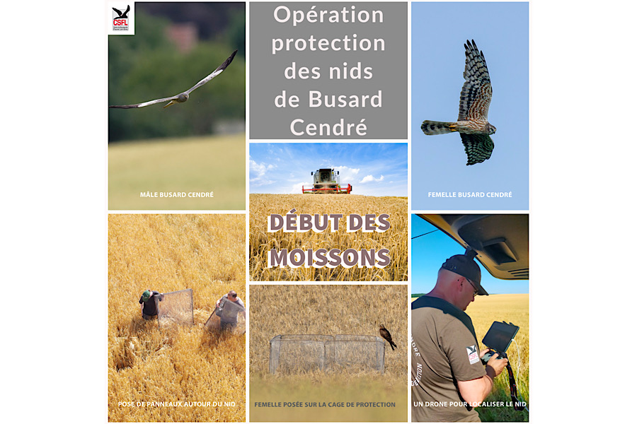 Opération de protection des nids de Busard Cendré