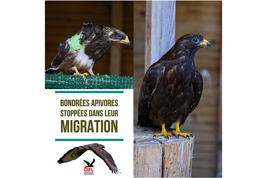 Bondrées Apivores stoppées en pleine migration