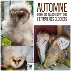 Accueil de jeunes chouettes effraies des clochers