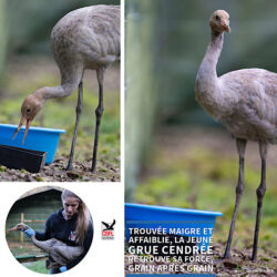 Une seconde chance pour une jeune grue cendrée