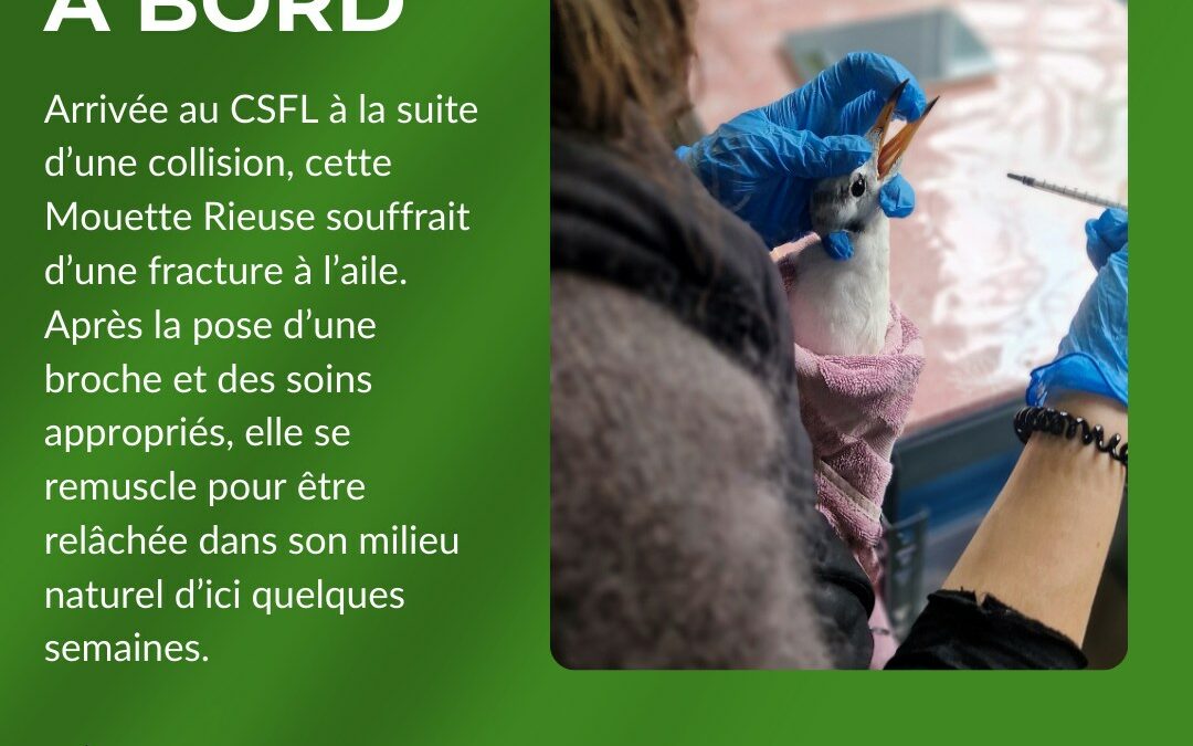 Descriptif Mouette