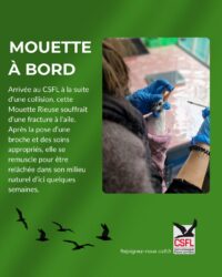 Descriptif Mouette