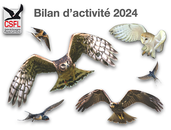 Bilan d’activité 2024