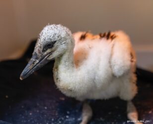 Des nouvelles de notre petite cigogne !