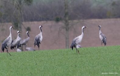 ⚠️ Grippe aviaire : le niveau de risque passe à “élevé” en France ⚠️