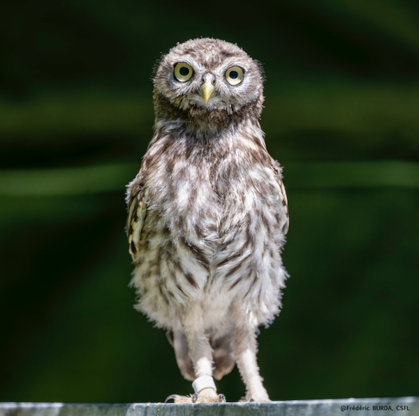 Réouverture des accueils d’oiseaux au CSFL