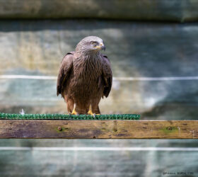 Un milan noir en difficulté après son retour de migration