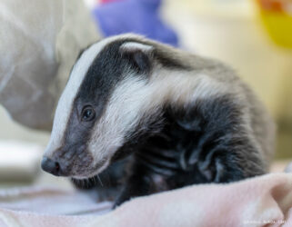 Sauvetage en cours… 3 petits blaireaux pris en charge !