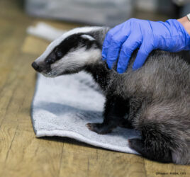 Un nouveau venu chez les blaireautins !