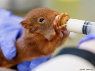 Le premier bébé écureuil de l’année est arrivé au CSFL !