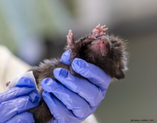 Printemps… et ses drames invisibles