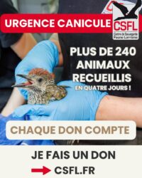 Plus de 240 animaux sauvages en détresse accueillis en 4 jours !