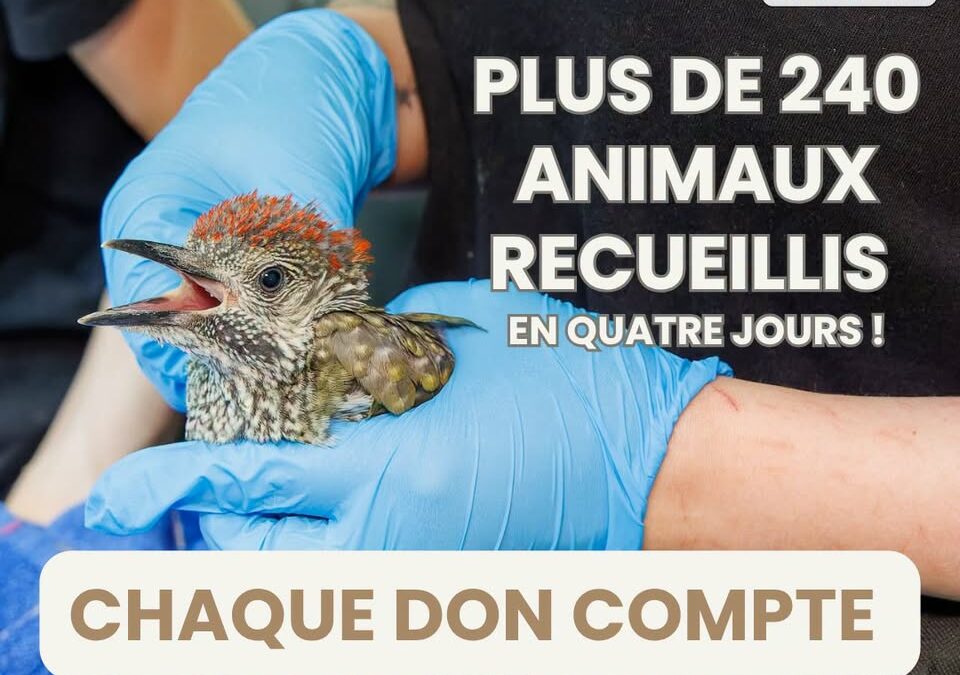 Plus de 240 animaux sauvages en détresse accueillis en 4 jours !