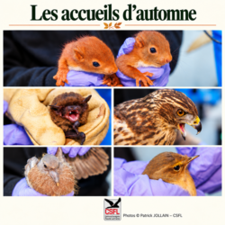 Les accueils d’automne